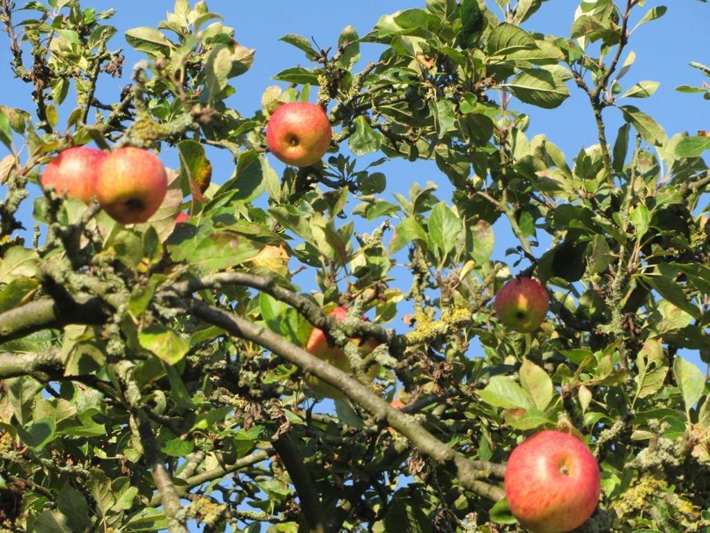 Bed En Breakfast In Het Fruit Zuidoostbeemster Екстер'єр фото
